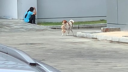 Puppy gets saved from rain as mother dog brings it to an office