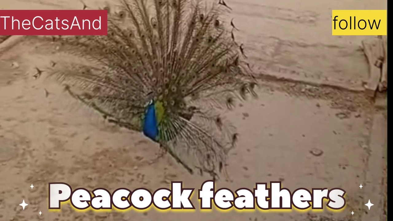 Peacock feathers | Courtship behavior #foryou #peacock #feathers @TheCatsAnd