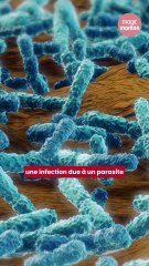 Un enfant de 4 ans infecté par le parasite Cryptosporidium après une visite à la ferme pédagogique