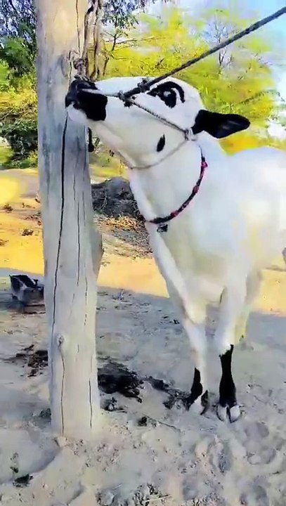 0334-5052614 Beautiful Fateh Jangi Bull for Qurbani 2025