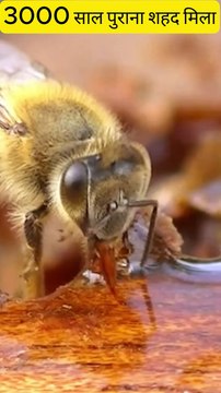 3000 Year Old Honey found.Is it possible ? Unbelievable Discovery: 3000-Year-Old Honey! 🍯