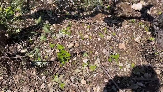 La grêle a touché 12 hectares de vignes du domaine Château Rasque à Taadeau