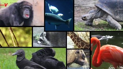 Why a Polar Bear Dying of Bird Flu Is Very Concerning