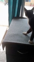 cute animals 😼cute cat #cat