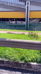 Idoso morre após ser atropelado na Avenida Paralela