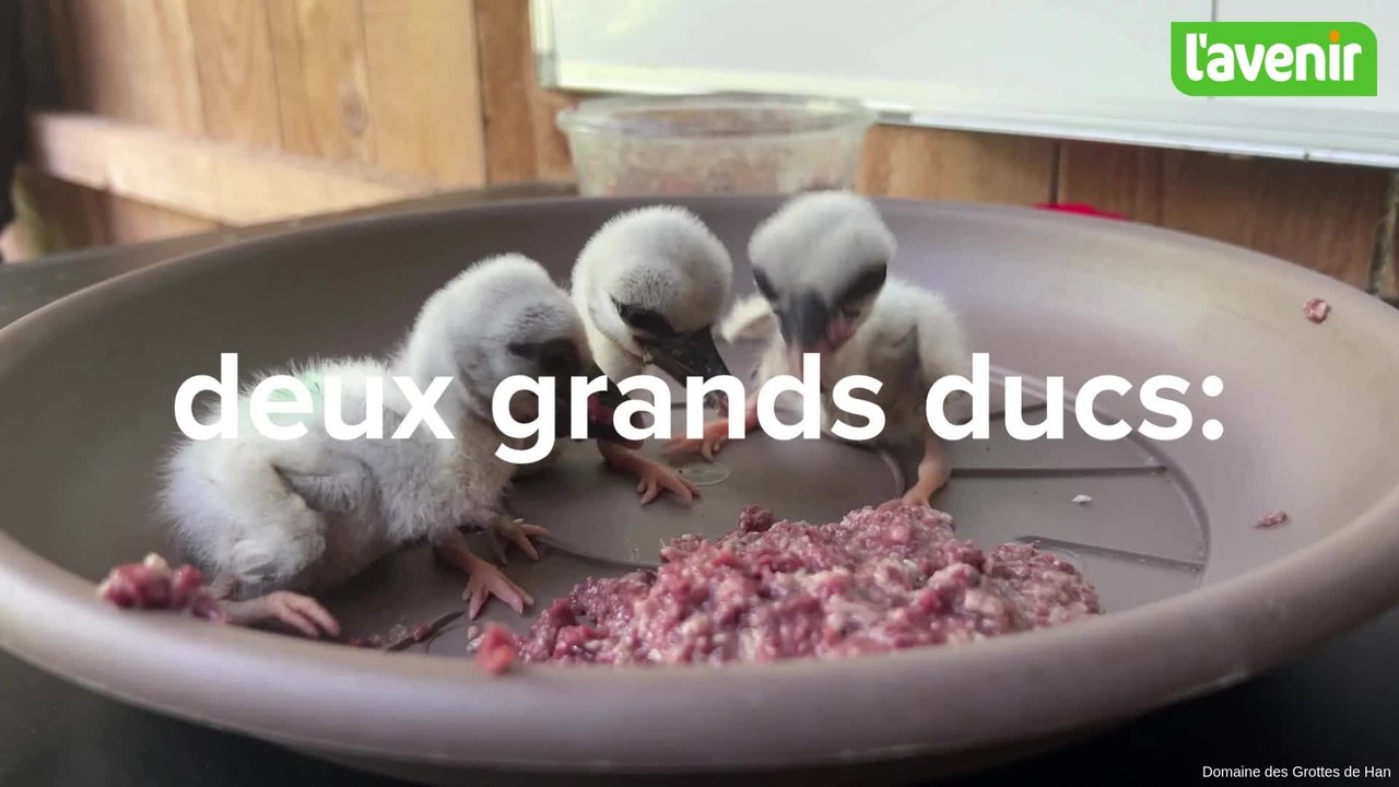 Deux grands ducs: premières naissances de 2025 aux Grottes de Han
