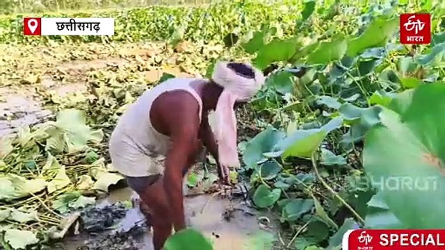 धान की फसल को कहा ना, गर्मी में इस गांव ने अपनाई ढेस की फसल, कम लागत में डबल मुनाफा