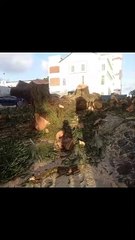 Árvore derrubada no Colégio Antônio Vieira