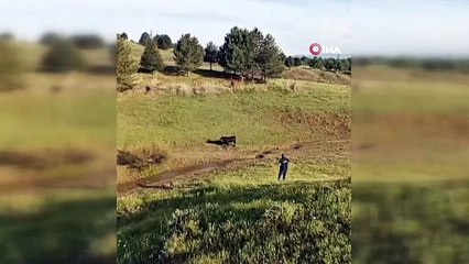 Sahibinden kaçan boğa bütün beldeyi peşine taktı