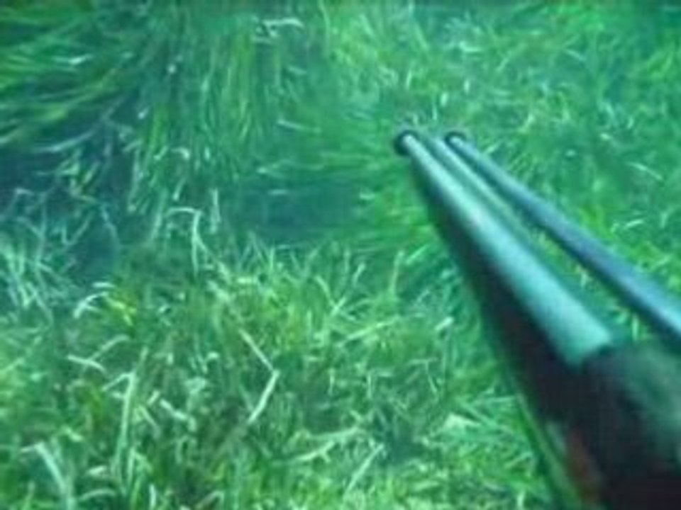 chasse sous marine compile