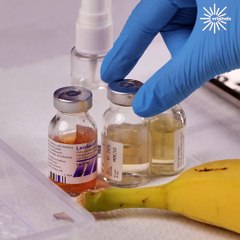 Stepped on banana needs emergency surgery!