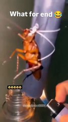 Wait for end 🤣🤣