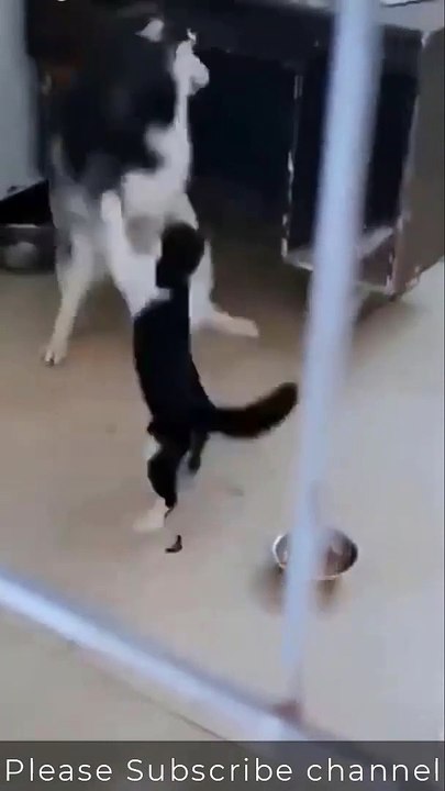 Dog and cat new viral funny video 😂😍dog love 😘😚 cat love animals lover 😍#shorts #shortvudeos #funnyvideos #viralvideos #viralshorts #comedy #cat #dog #animals