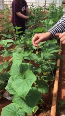 wrapping cucumber plants with rope