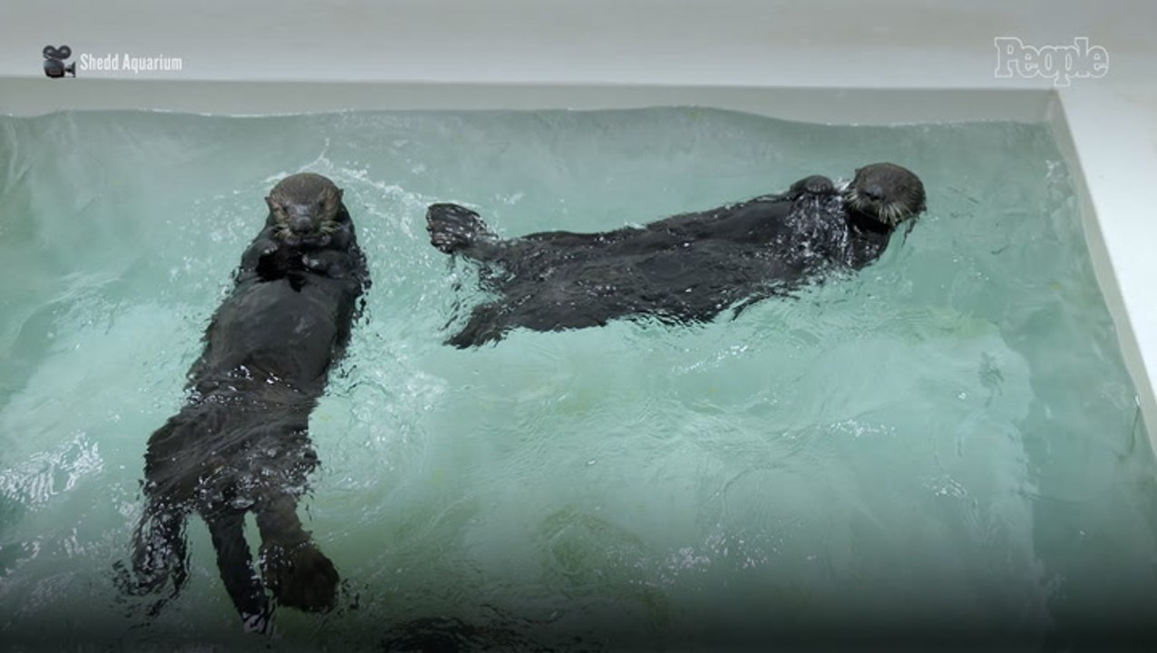 Rescue Otters Learning Parenting Skills to Become Surrogate Moms to Orphaned Baby Otters in Need