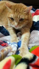 Whiskers, Paws, and Purrs: The Hidden World of Domestic Cats