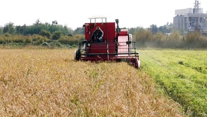 نوع جديد من الأرز لمواجهة النقص في المياه في تشيلي