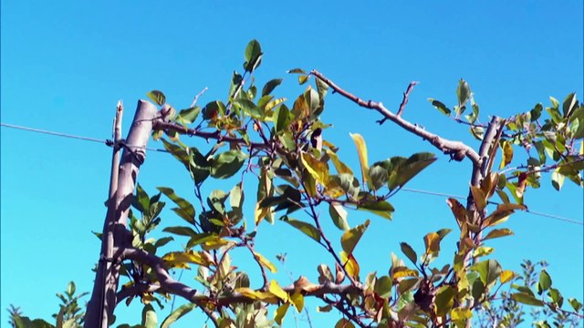 Apple orchards severely damaged by SA Power Networks, calling for greater transparency