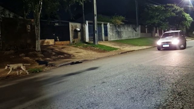 Cão morre atropelado, motociclista se fere e morador faz apelo para animais abandonados no Periolo
