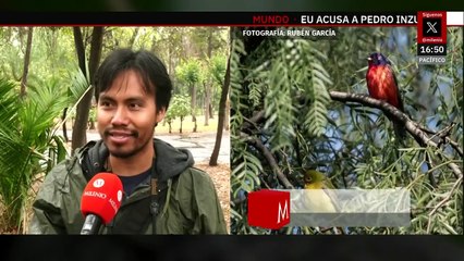 102 especies de ave se refugian en el Parque de los Periodistas Ilustres | Milenio Hábitat