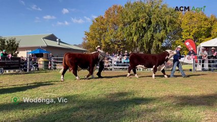 Hereford National Show & Sale celebrating 60 years