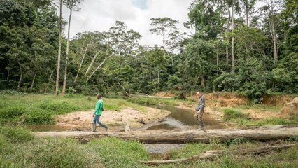 Idjanga, la forêt aux gorilles