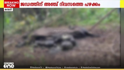 എറണാകുളം കാലടി പ്ലാന്റേഷനിൽ കാട്ടാനയുടെ ജഡം; അഞ്ച് ദിവസത്തെ പഴക്കം