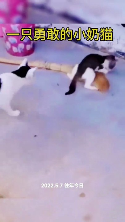 funny pets05141
