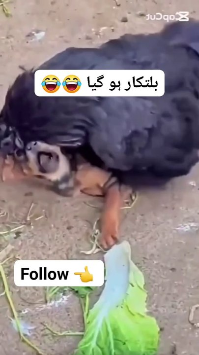 بلتکار ہو گیا ہے 😁😃🤣😂🤔