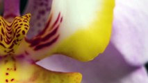 Extreme Close Up of a Purple and Yellow Flower