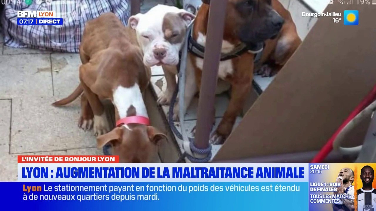 Malnutris, enfermés… trois chiens maltraités sauvés par l'association à Lyon