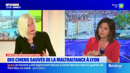 "De pire en pire": à Lyon, une augmentation de la maltraitance animale