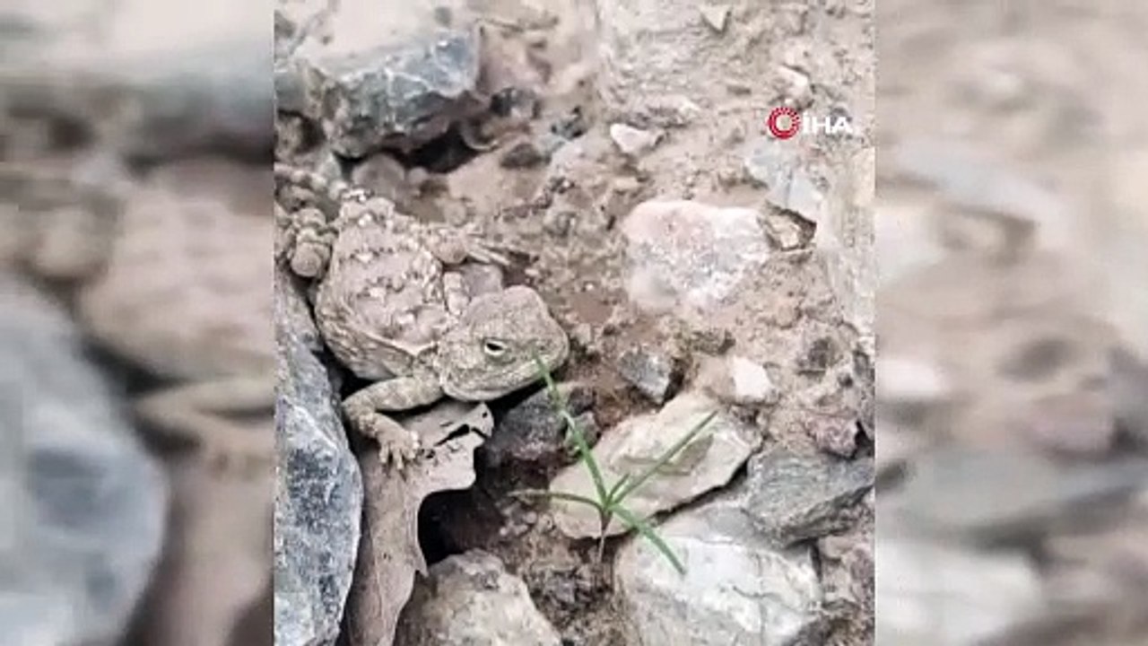 Erzincan’da nesli tükenme tehlikesi altındaki ‘Bozkır Keleri’ görüntülendi