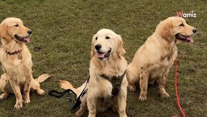 Woman decides to surprise her Golden Retriever: His reaction is priceless (video)