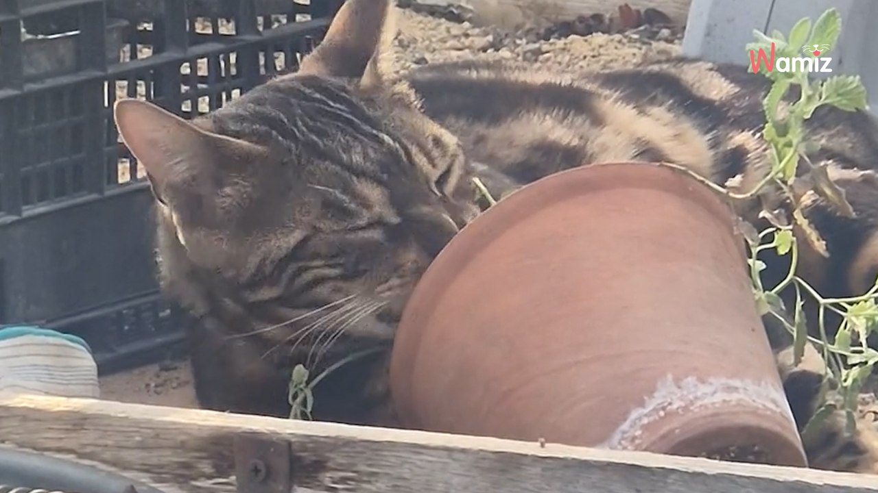 „Einbrecher“ macht Nickerchen im Gewächshaus (Video)
