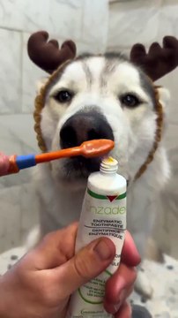 This dog has a better routine then me🤣😥dog lover 😍 animals love #shorts #shortvideos #funnyvideos #viralvideos #viralshorts #comedy #dog #animals