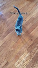 Saleemoffical presentation - good job 👏  #cat