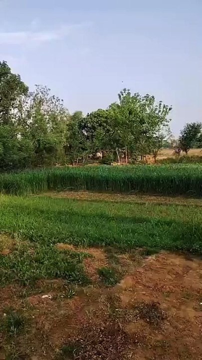 रणथंभौर में खेतों में आया टाइगर, होटल में घुसने पर मचा हड़कंप
