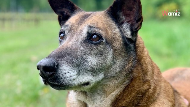 Au refuge depuis 4 ans, cette chienne de 14 ans rêve de terminer sa vie de manière digne dans un foyer aimant