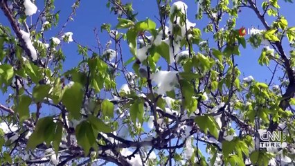 Son Dakika Haberi: Cumhurbaşkanı Erdoğan: Zirai donu en az hasarla atlatacağız