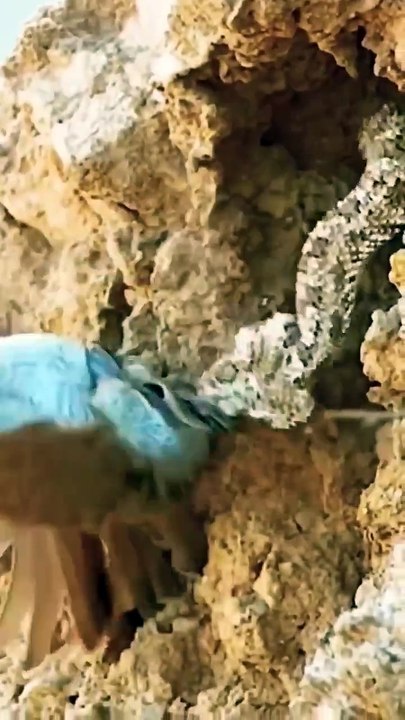 In the echo of Al-Qariah and the truth revealed in the Bayan, nature bears witness — birds soaring by His command, creation in motion, escape only through understanding the Creator's signs