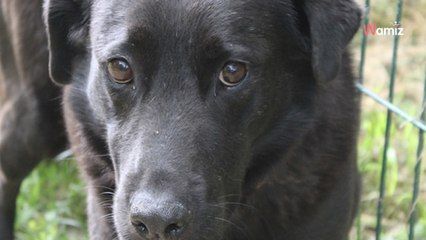 À 8 ans, il a déjà fait 7 ans de refuge : ce gentil chien timide ne trouve pas la personne bienveillante dont il a besoin