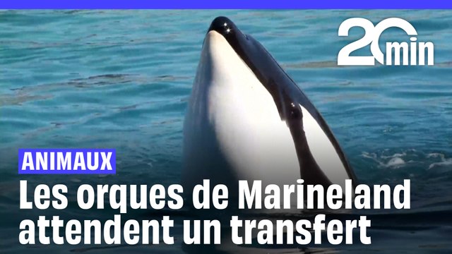 Les orques de Marineland attendent désespérément leur transfert