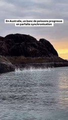 En Australie, un banc de poissons progresse en parfaite synchronisation