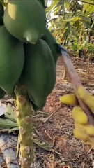 Juicing Green Papaya Shocking Results!