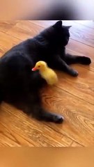 CATS VS DUCKS – ANIMAL FAMILY SHOWDOWN