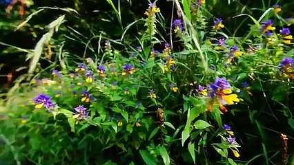 Nature And Wildlife Video Bird and animal is beautiful creature on our planet