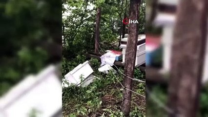 Sinop’ta aç kalan ayı, arı kovanlarına saldırdı