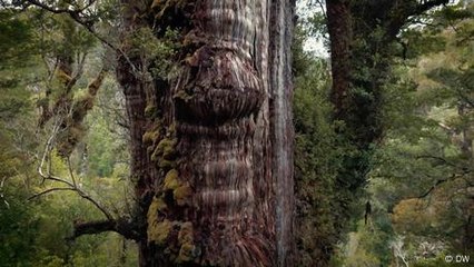 Roots of resistance: Defending Chile’s 5,000-year-old tree