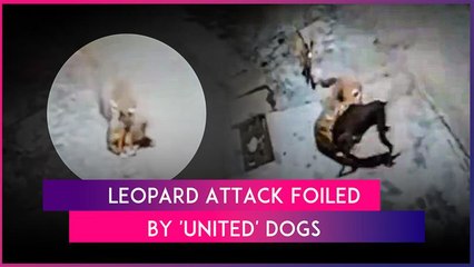Stray Dogs Fight Off Leopard Attacking Sleeping Dog In Uttarakhand’s Haridwar, Video Goes Viral